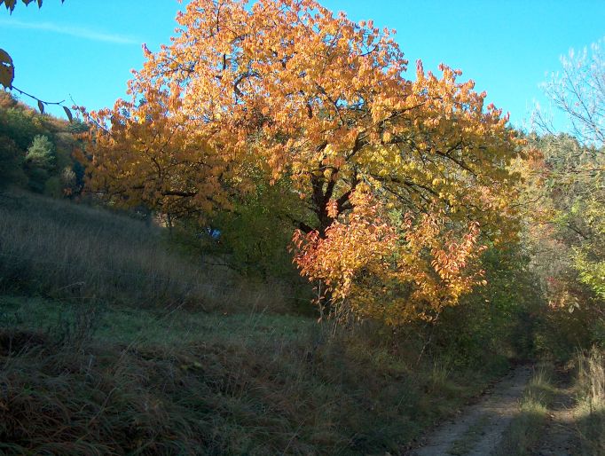 jk-wand-37.jpg